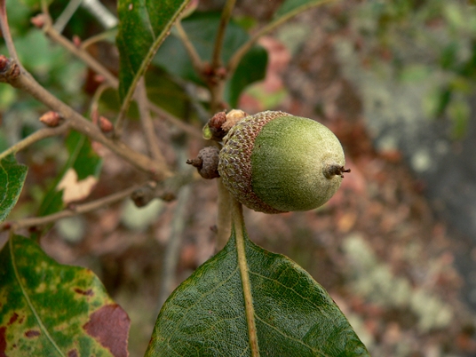 {Quercus boyntonii}